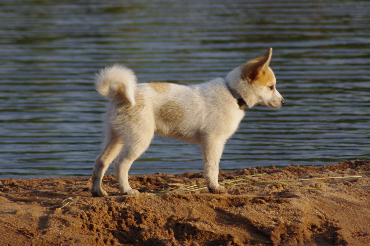Korpikulkurin Lalli (kuva: Pentti Niemelä)
