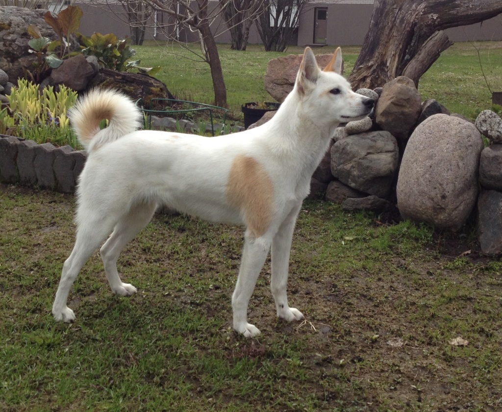 Korpikulkurin Lyyli (kuva: Topi Ilvesluoto)