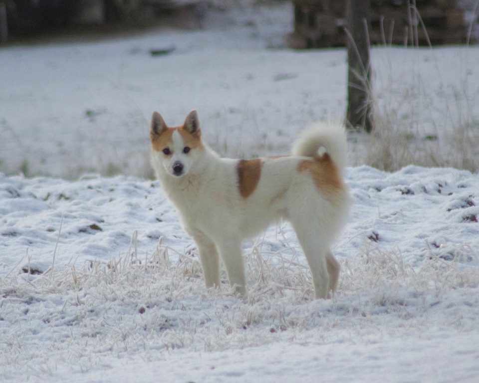 Korpikulkurin Lalli (kuva: Pentti Niemelä)