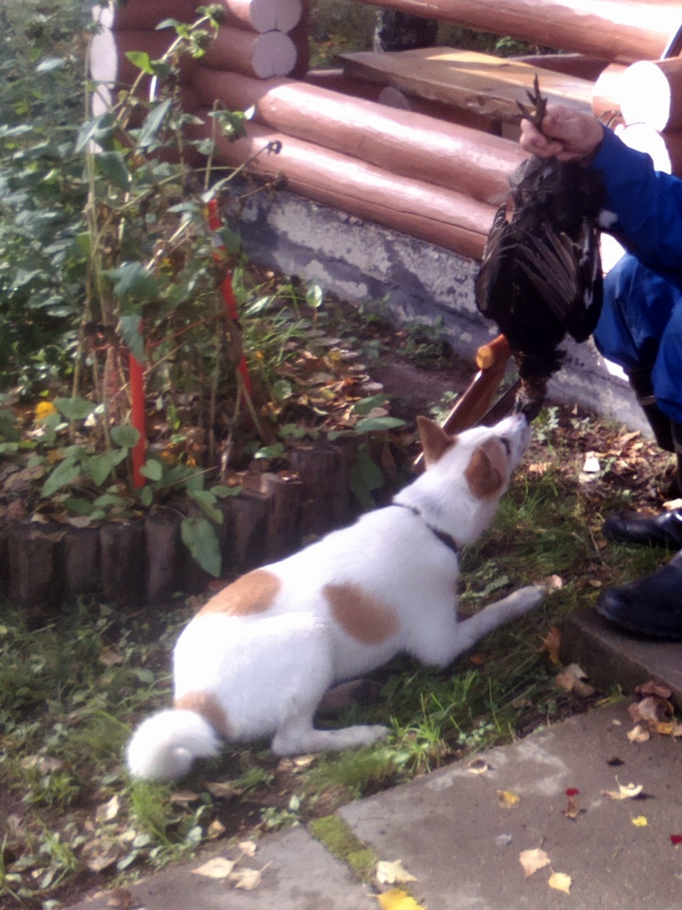 Korpikulkurin Leevi (kuva: Esko Ilola)