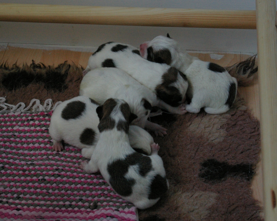 Ticon ja Inkan pentue