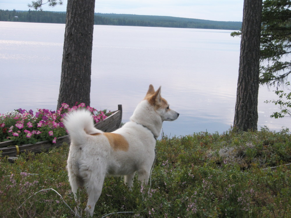 Korpikulkurin Peppi (kuva: Kaisa Kemppainen)