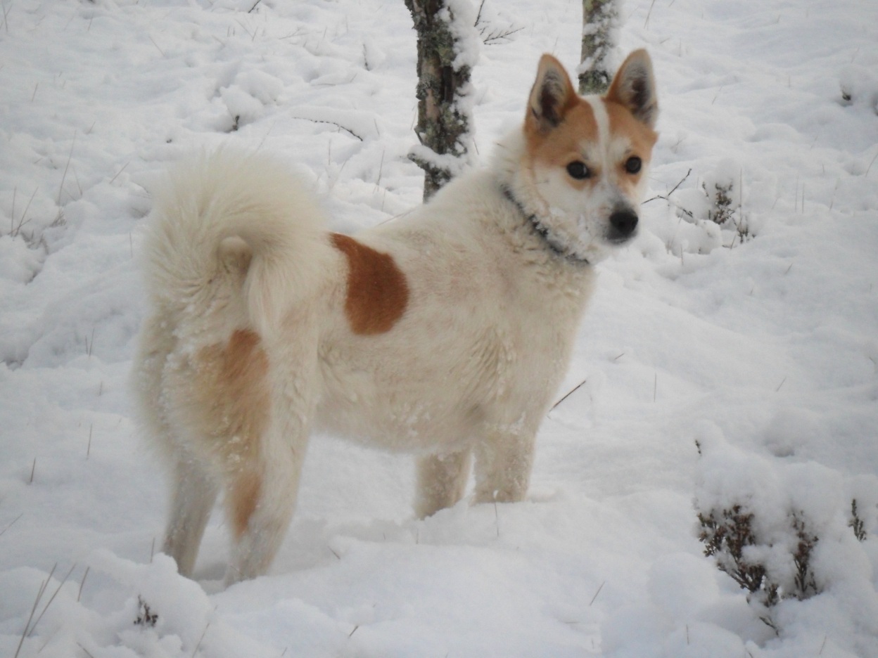 Korpikulkurin Siru (kuva: Janne Heikkinen)